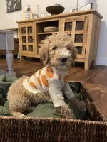 Ranger, a male Poodle - Standard  for sale in Calimesa, CA – 4 of 10