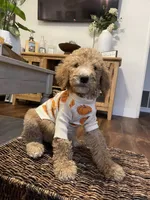 Paddington, a male Poodle - Standard  for sale in Calimesa, CA – 4 of 8