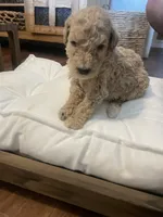 Summer, a female Poodle - Standard  for sale in Calimesa, CA – 2 of 4