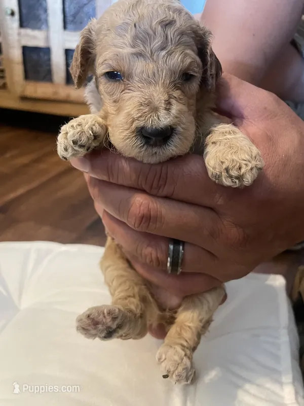 Birdie – Poodle - Standard  puppy for sale in Calimesa, CA