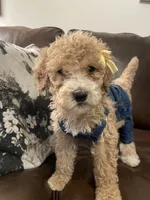 Minnie, a female Poodle - Standard  for sale in Calimesa, CA – 2 of 9