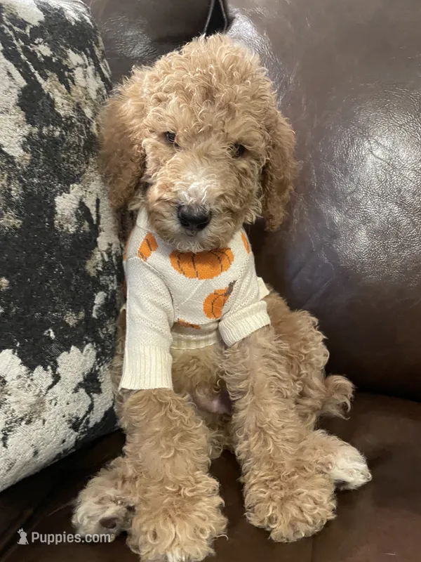 Paddington – Poodle - Standard  puppy for sale in Calimesa, CA