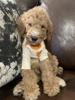Paddington, a male Poodle - Standard  for sale in Calimesa, CA – 1 of 8