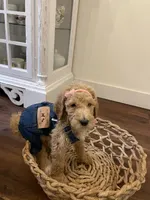 Birdie, a female Poodle - Standard  for sale in Calimesa, CA – 5 of 9