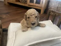 Summit, a male Poodle - Standard  for sale in Calimesa, CA – 2 of 6