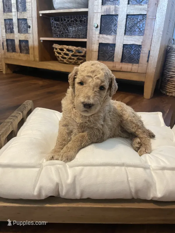 Winnie – Poodle - Standard  puppy for sale in Calimesa, CA
