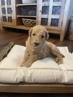 Winnie, a female Poodle - Standard  for sale in Calimesa, CA – 1 of 4