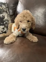 Paddington, a male Poodle - Standard  for sale in Calimesa, CA – 3 of 8