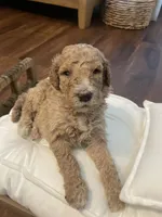 Ranger, a male Poodle - Standard  for sale in Calimesa, CA – 3 of 5