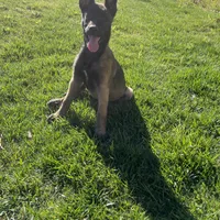 Shiloh, a female Belgian Malinois for sale in Calimesa, CA – Photo 6 of 6