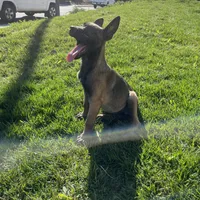 Shiloh, a female Belgian Malinois for sale in Calimesa, CA – Photo 5 of 6