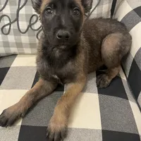 Shiloh, a female Belgian Malinois for sale in Calimesa, CA – Photo 3 of 6