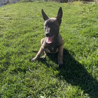 Shiloh, a female Belgian Malinois for sale in Calimesa, CA – Photo 1 of 6