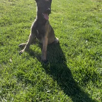 Shiloh, a female Belgian Malinois for sale in Calimesa, CA – Photo 2 of 6
