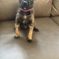 Shiloh, a female Belgian Malinois for sale in Calimesa, CA – Photo 4 of 6