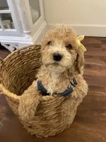 Minnie, a female Poodle - Standard  for sale in Calimesa, CA – 7 of 9