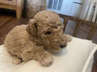 Summit, a male Poodle - Standard  for sale in Calimesa, CA – 3 of 6