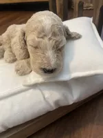Austim, a male Poodle - Standard  for sale in Calimesa, CA – 2 of 4