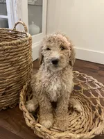 Winnie, a female Poodle - Standard  for sale in Calimesa, CA – 3 of 9