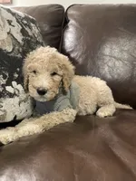 Austin, a male Poodle - Standard  for sale in Calimesa, CA – 8 of 10