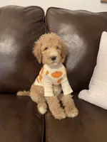 Ranger, a male Poodle - Standard  for sale in Calimesa, CA – 3 of 10