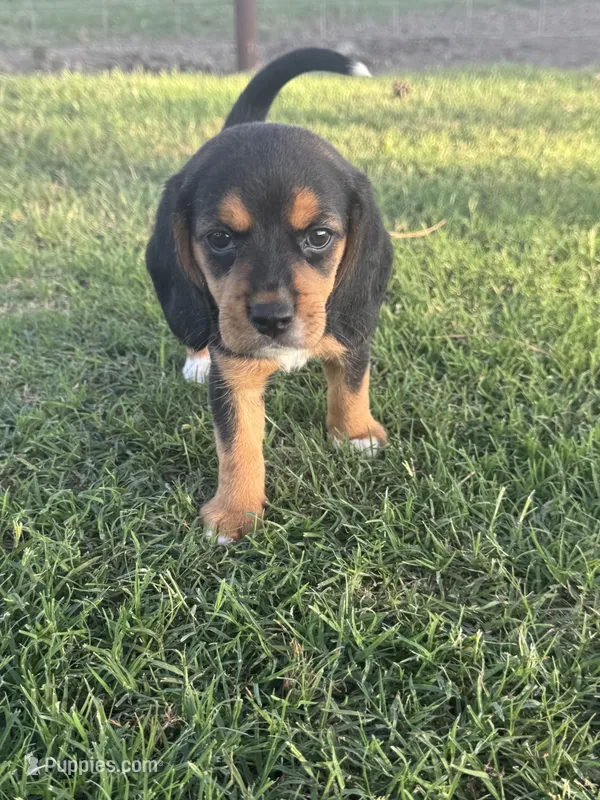 AKC Purple Collar – Beagle puppy for sale in De Queen, AR