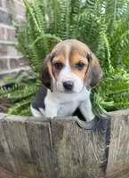 AKC Blue Collar , a male Beagle for sale in De Queen, AR – 3 of 4