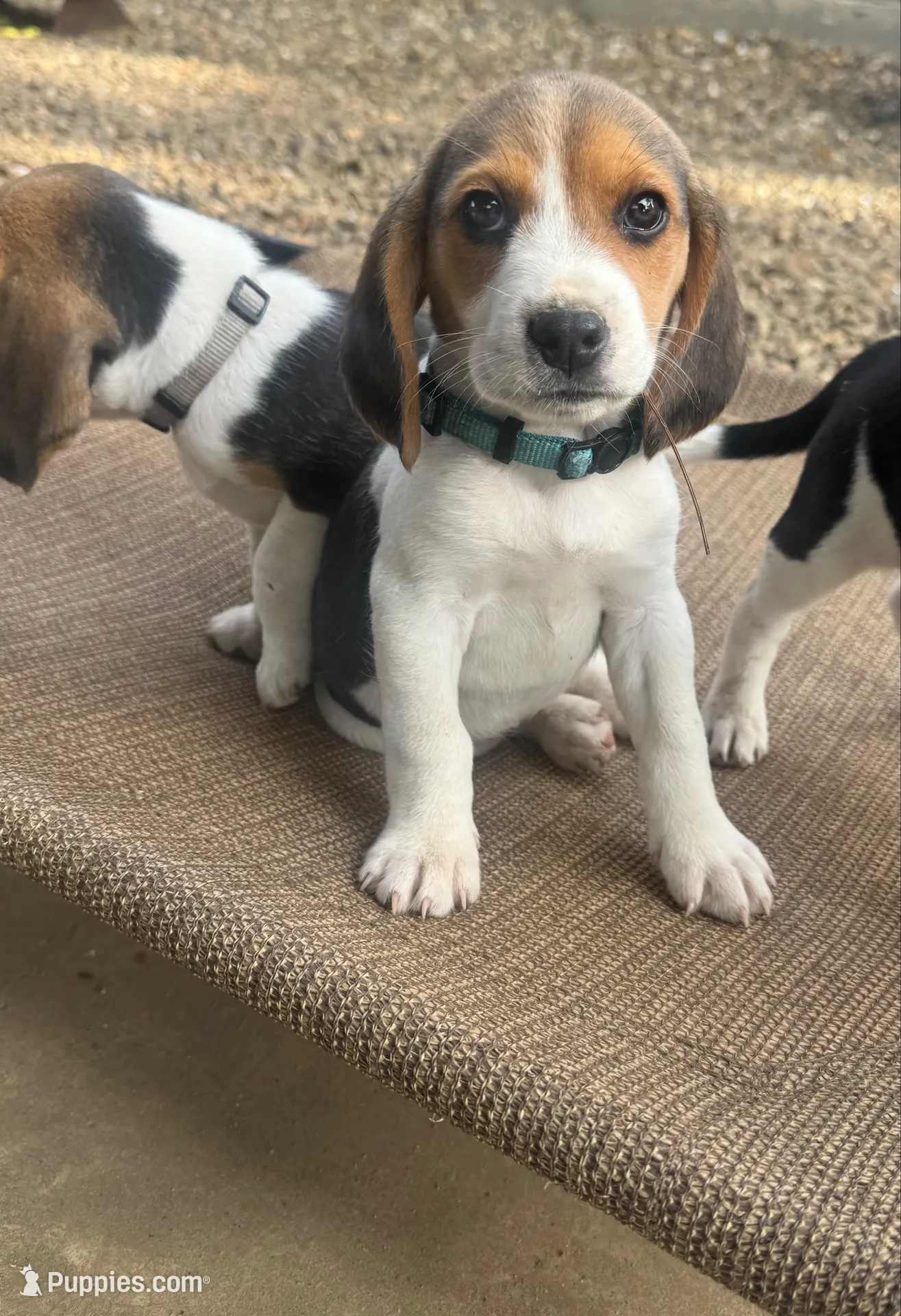 AKC Blue Collar , a male Beagle for sale in De Queen, AR – 2 of 4