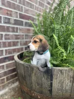 AKC Blue Collar , a male Beagle for sale in De Queen, AR – 4 of 4
