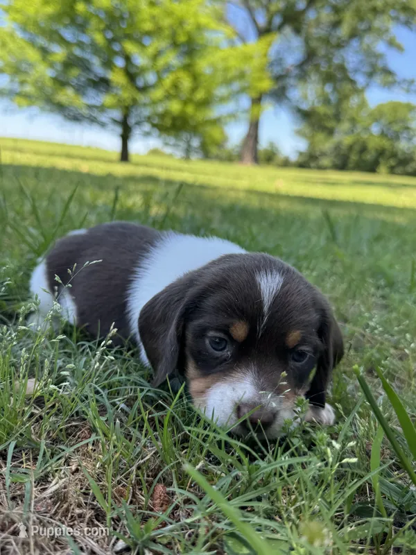 AKC Violet Collar – Beagle puppy for sale in De Queen, AR