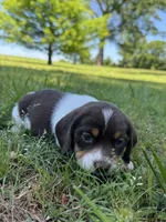 AKC Violet Collar, a female Beagle for sale in De Queen, AR – 1 of 3