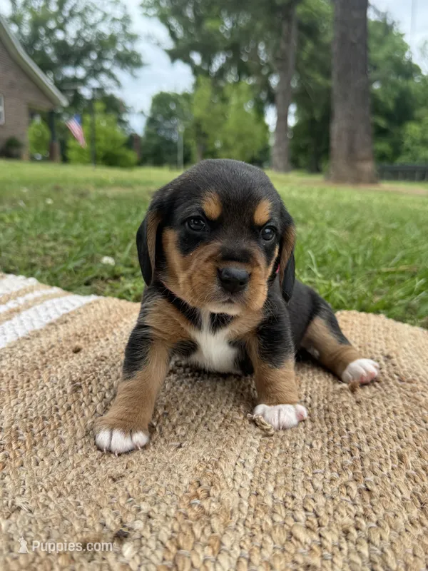 AKC Pink Collar – Beagle puppy for sale in De Queen, AR