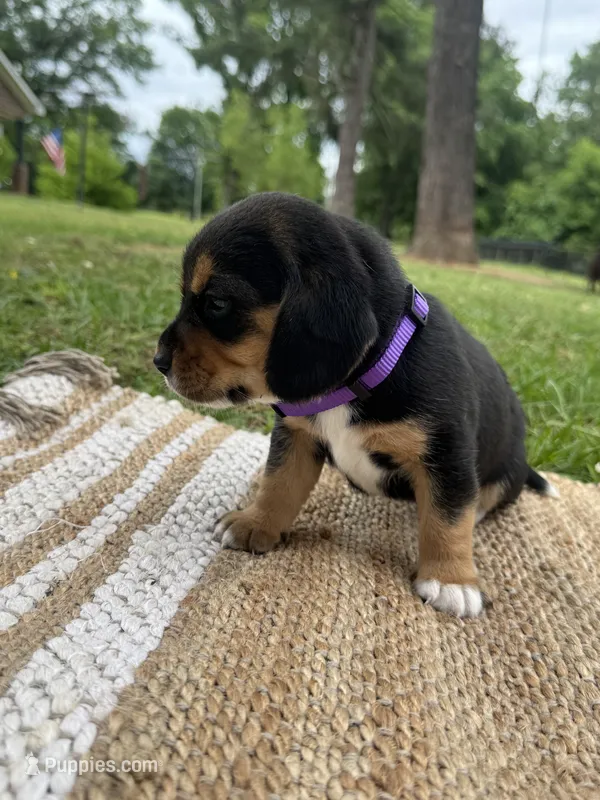 AKC Purple Collar – Beagle puppy for sale in De Queen, AR