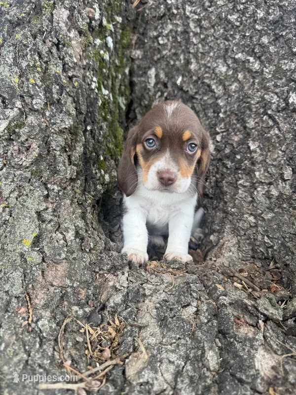 AKC Violet Collar – Beagle puppy for sale in De Queen, AR