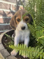 AKC Blue Collar , a male Beagle for sale in De Queen, AR – 1 of 4