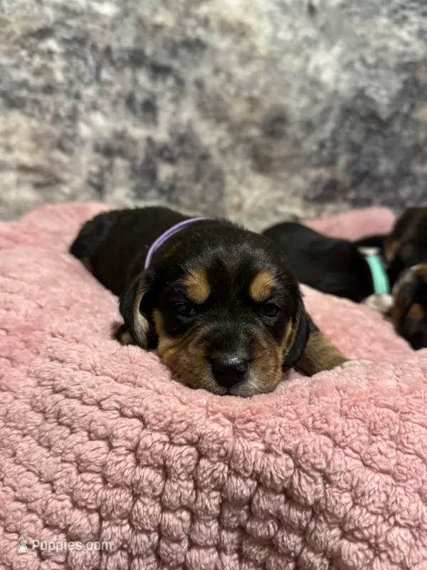 AKC Purple Collar – Beagle puppy for sale in De Queen, AR