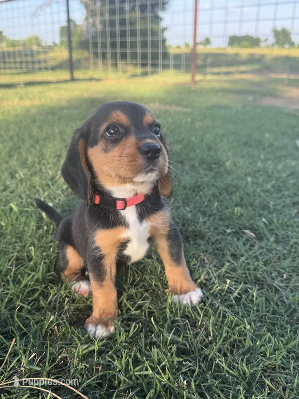 AKC Pink Collar – Beagle puppy for sale in De Queen, AR