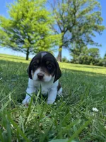 AKC Violet Collar, a female Beagle for sale in De Queen, AR – 2 of 3