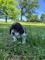 AKC Violet Collar, a female Beagle for sale in De Queen, AR – 3 of 3