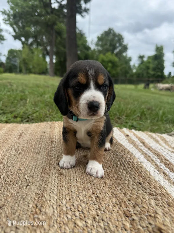 AKC Teal Collar – Beagle puppy for sale in De Queen, AR
