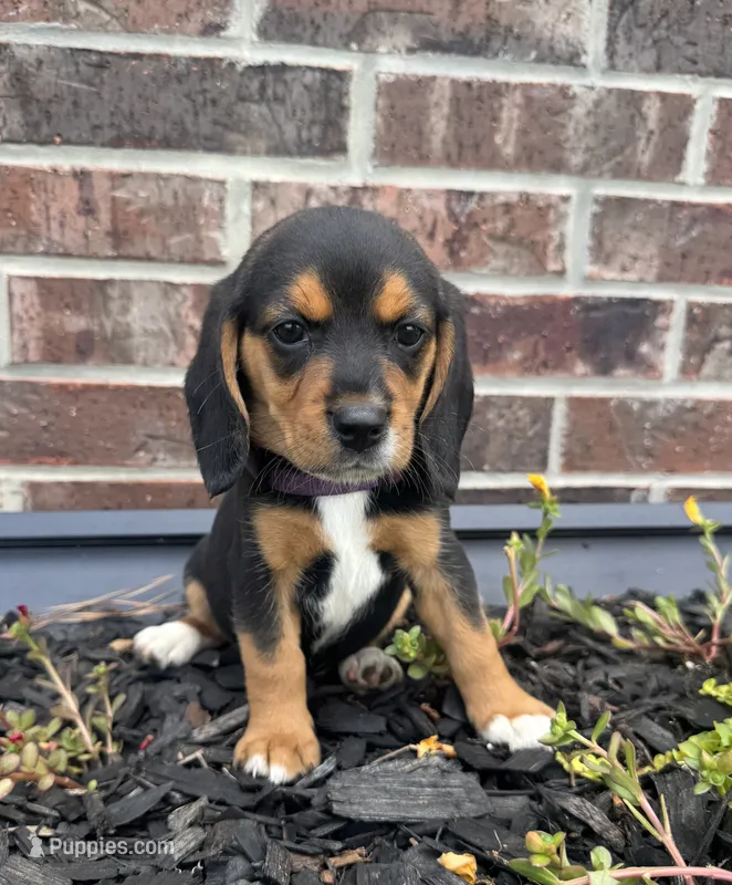 AKC Purple Collar – Beagle puppy for sale in De Queen, AR