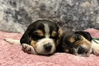 AKC Blue Collar, a male Beagle for sale in De Queen, AR – 1 of 1