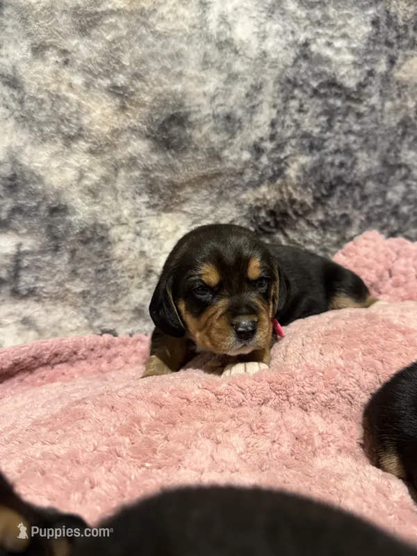 AKC Pink Collar – Beagle puppy for sale in De Queen, AR
