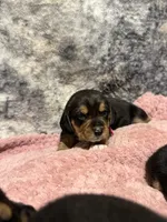 AKC Pink Collar, a female Beagle for sale in De Queen, AR – 1 of 2