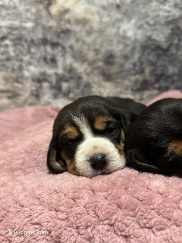 AKC Teal Collar – Beagle puppy for sale in De Queen, AR