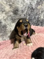 AKC Pink Collar, a female Beagle for sale in De Queen, AR – 2 of 2