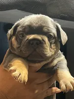 Axiel  puppies, a male French Bulldog for sale in Bellwood, IL – 7 of 10