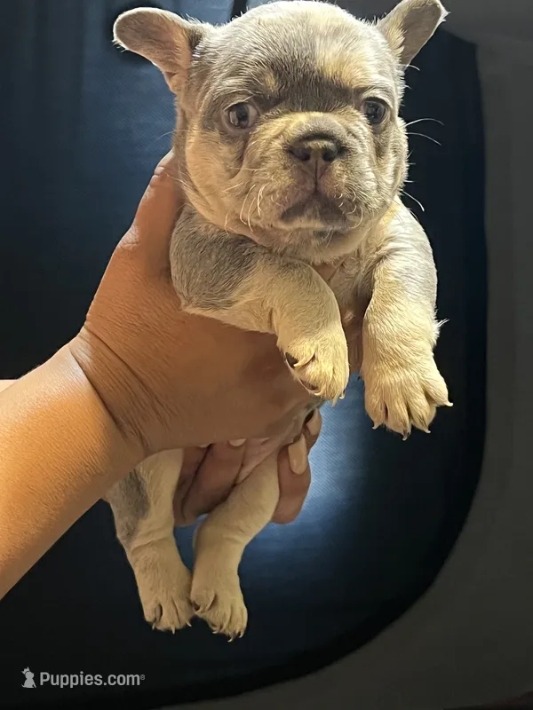 Axiel  puppies – French Bulldog puppy for sale in Bellwood, IL