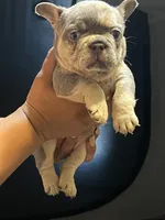 Axiel  puppies, a male French Bulldog for sale in Bellwood, IL – 1 of 10
