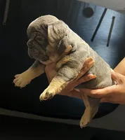 Axiel  puppies, a male French Bulldog for sale in Bellwood, IL – 9 of 10